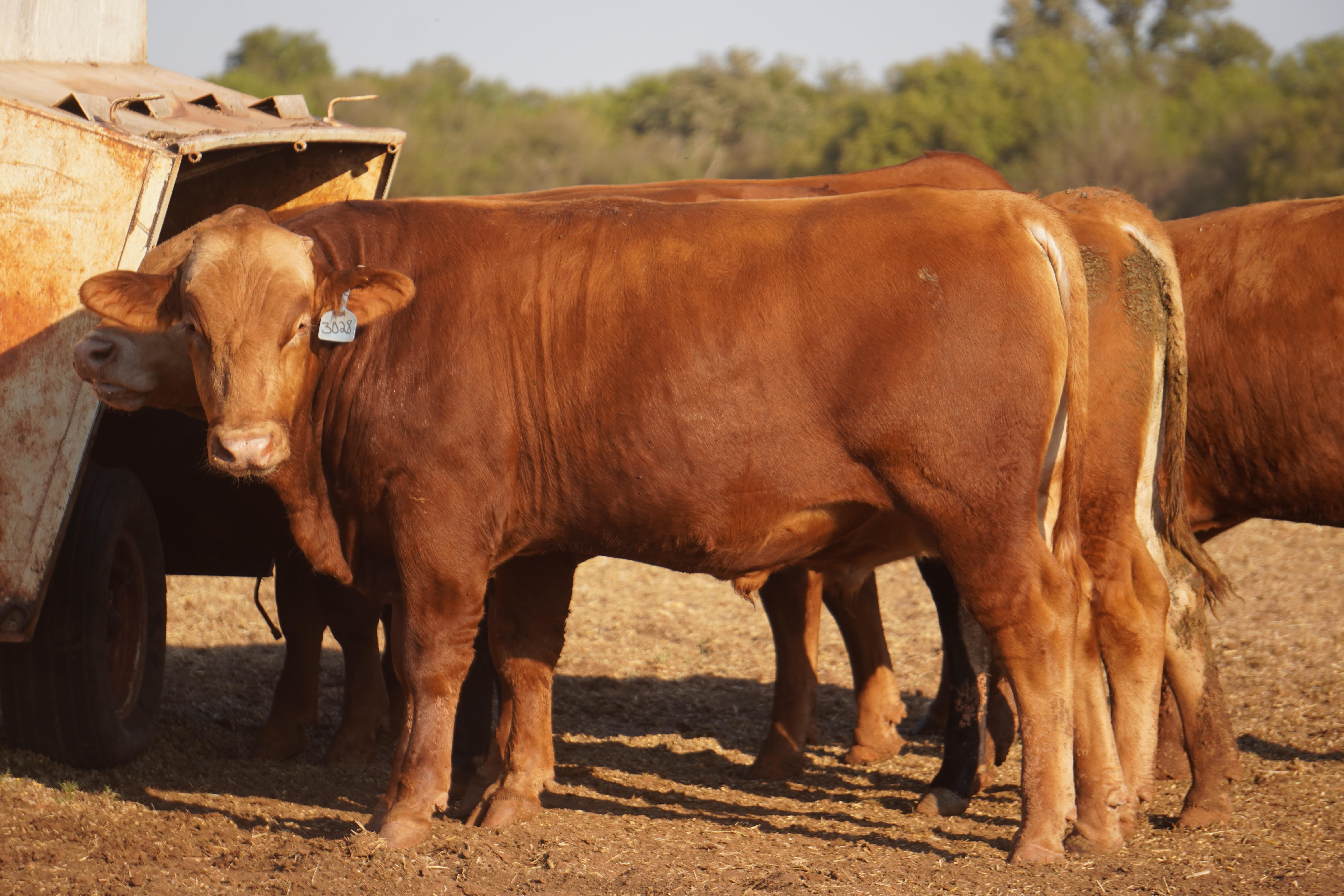 ABN RANCH 3028L FULL BLOOD AKAUSHI BULL